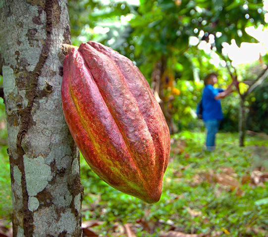 nosotros_cafe_cacao_1 nosotros_cafe_cacao_1